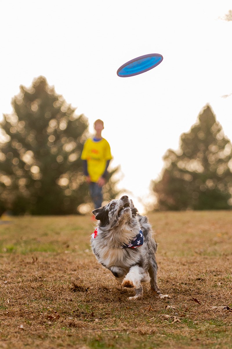 Frisbee Dog-5.jpg