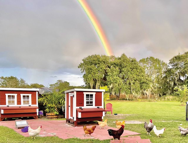2 Coops and a Rainbow-v2 (1).jpg