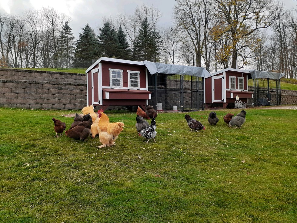 2 Coops with Chickens.jpeg