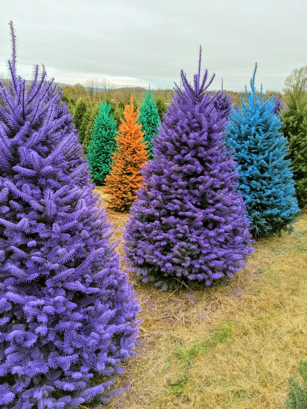 colored trees Beck tree fams.jpg