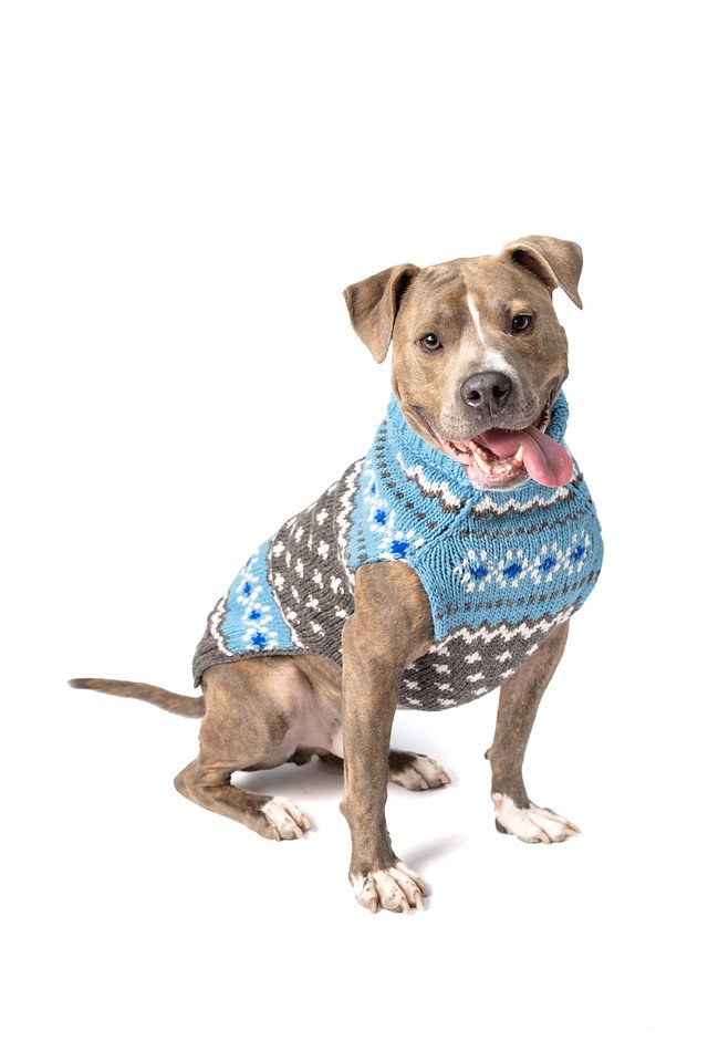 Godfreys dog sweater.jpg