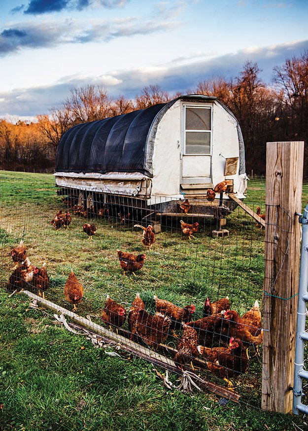 Goose Lane Egg Farm In Sinking Spring, PA - Berks County Living